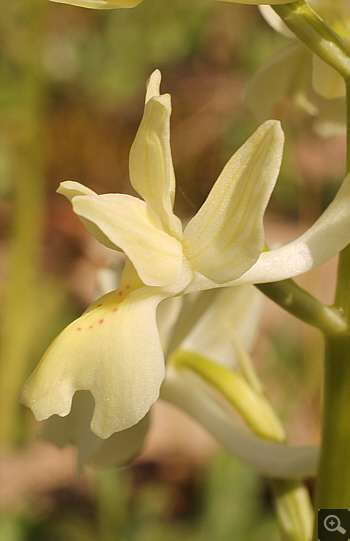 Orchis provincialis, Lakkomanteka.