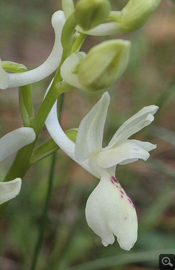 Orchis provincialis, bei Kalavryta.