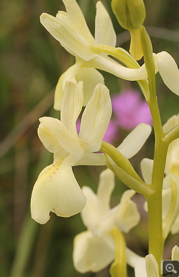 Orchis provincialis, Nafpaktos.