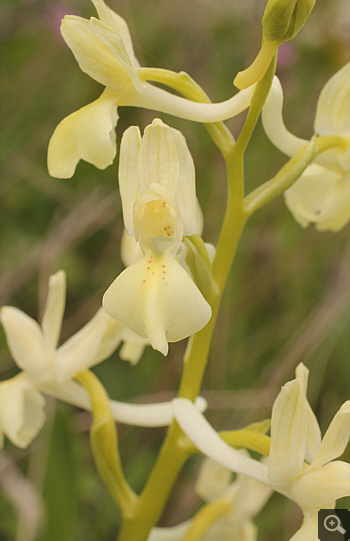 Orchis provincialis, Nafpaktos.