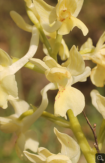 Orchis provincialis, Lakkomanteka.