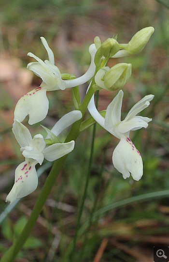 Orchis provincialis, bei Kalavryta.