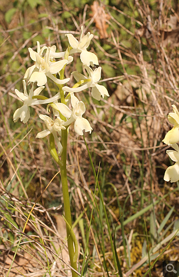 Orchis provincialis, Lakkomanteka.