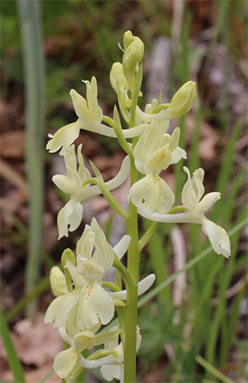 Orchis provincialis, Cagnano Varano.