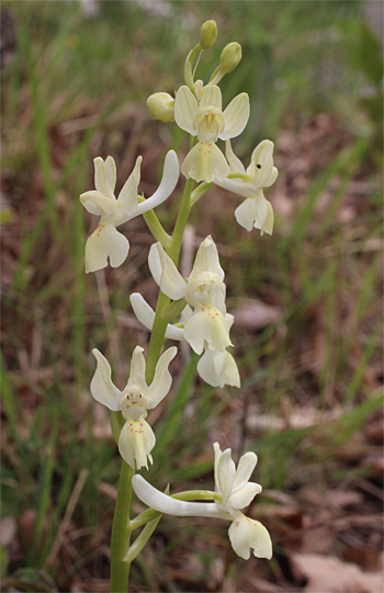 Orchis provincialis, Cagnano Varano.