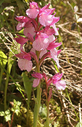 Orchis papilionacea ssp. grandiflora, di Antas.
