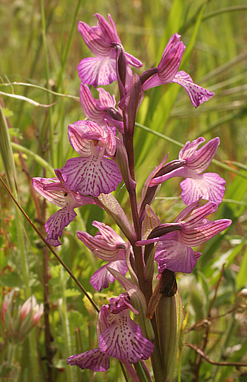 Orchis papilionacea ssp. grandiflora, Ittiri.