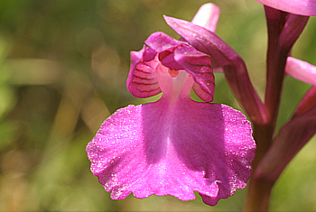 Orchis papilionacea ssp. grandiflora, Ortuabis.