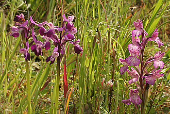 Orchis papilionacea ssp. grandiflora, Ittiri, [mit Orchis longicornu (links)].