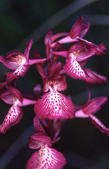 Orchis papilionacea ssp. grandiflora, Südsizilien.