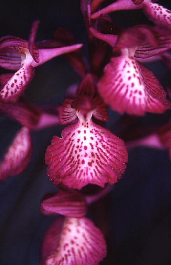 Orchis papilionacea ssp. grandiflora, Südsizilien.