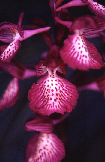 Orchis papilionacea ssp. grandiflora, Southern Sicily.