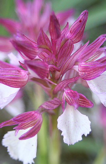 Orchis papilionacea ssp. heroica, Profilia.