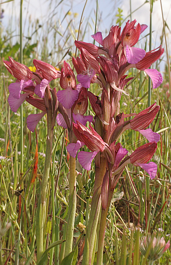 Orchis papilionacea ssp. papilionacea, Ittiri.