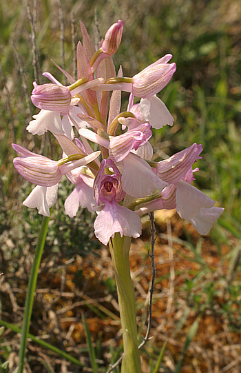 Orchis papilionacea ssp. papilionacea, Ortuabis.