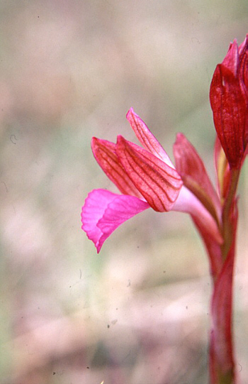 Orchis papilionacea ssp. papilionacea, Monte Gargano.