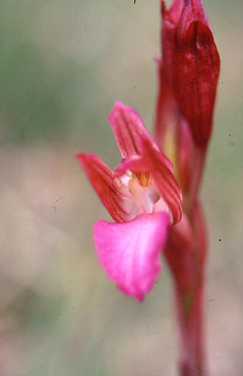 Orchis papilionacea ssp. papilionacea, Monte Gargano.