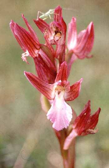 Orchis papilionacea ssp. papilionacea, Monte Gargano.