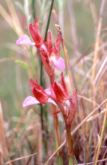 Orchis papilionacea ssp. papilionacea, Monte Gargano.
