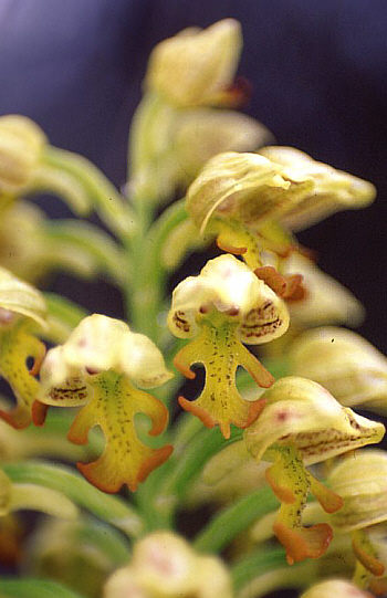 Orchis punctulata, Fasoula.