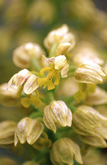 Orchis punctulata, Neo Chorio.