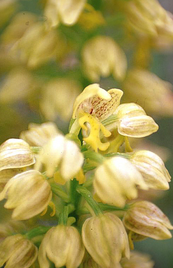 Orchis punctulata, Fasoula.