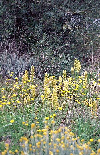 Orchis punctulata, Southwest Turkey.