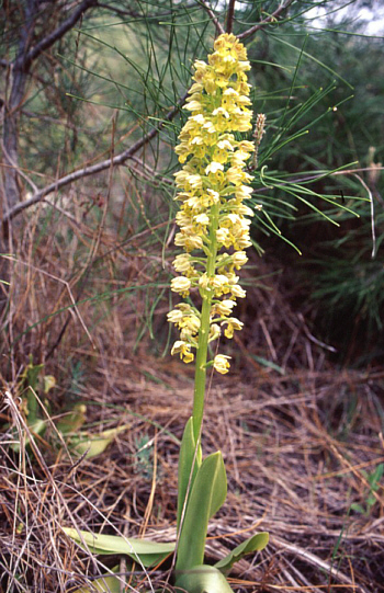 Orchis punctulata, Southwest Turkey.