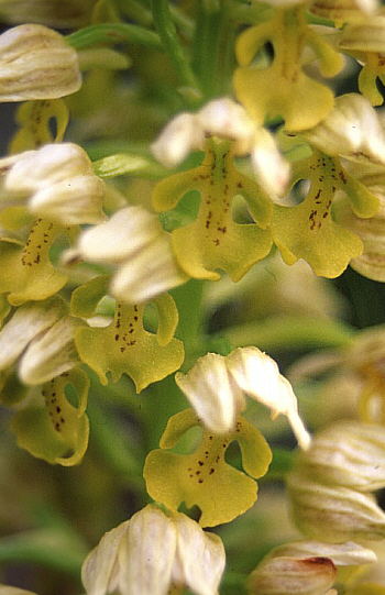 Orchis punctulata, Südwesttürkei.