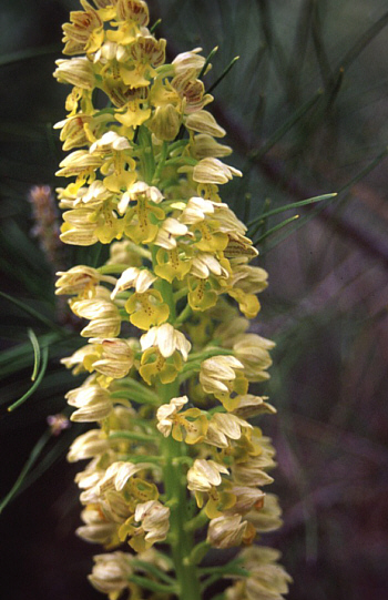 Orchis punctulata, Southwest Turkey.