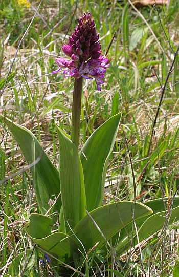 Orchis purpurea, district Göppingen.