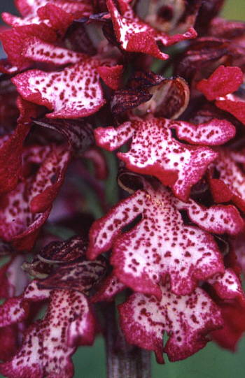 Orchis purpurea, Monte Gargano.