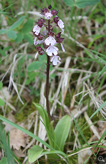 Orchis purpurea, Rionero Sannitico.