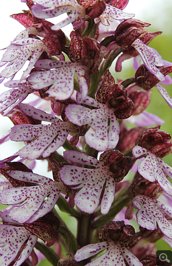 Orchis purpurea, Alfedena.