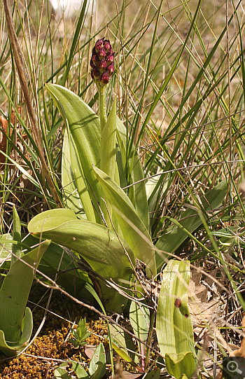 Orchis purpurea, zwischen Ioannina und Kozani.