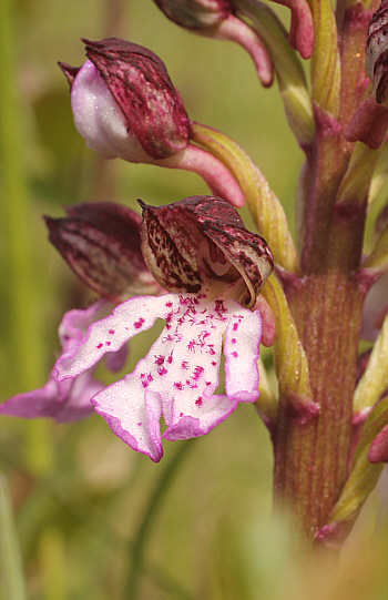Orchis purpurea, Arnaville.