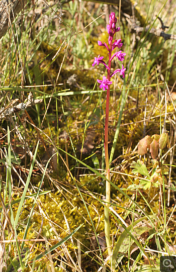 Orchis quadripunctata, Geroplatanos.