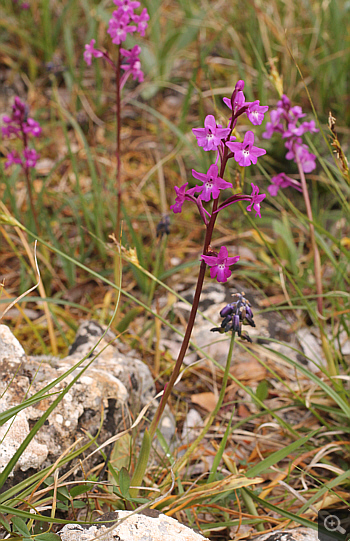 Orchis quadripunctata, Kosmas.