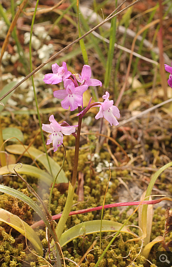 Orchis quadripunctata, Markopoulo.