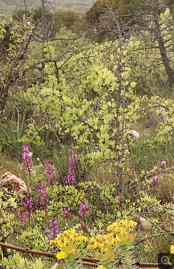 Orchis quadripunctata, Lambokambos.