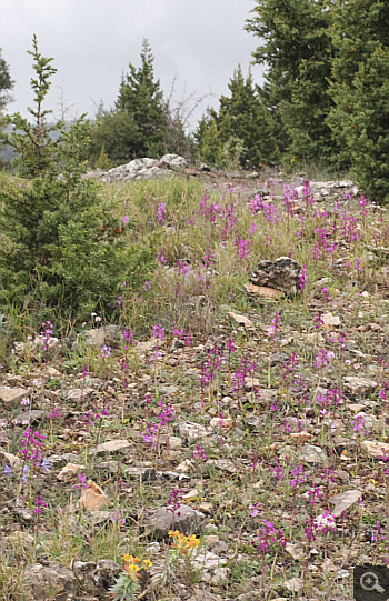 Orchis quadripunctata, bei Kosmas.