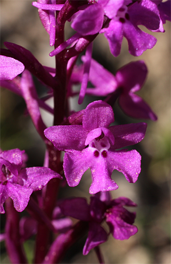 Orchis quadripunctata, Monte Sacro.