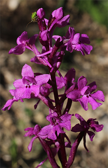 Orchis quadripunctata, Monte Sacro.