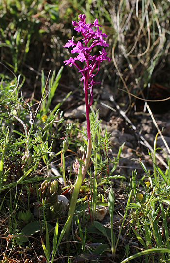 Orchis quadripunctata, Monte Sacro.