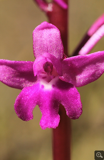 Orchis quadripunctata, Geroplatanos.