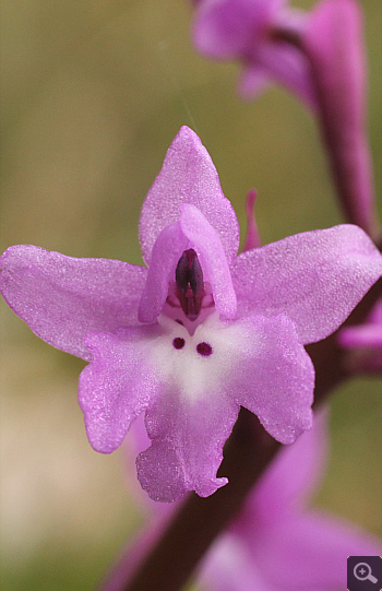 Orchis quadripunctata, Kosmas.