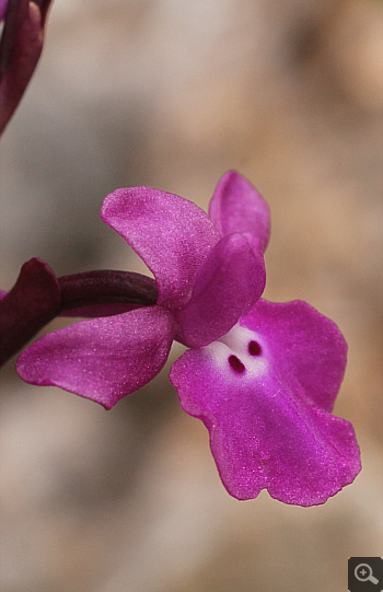 Orchis quadripunctata, Kosmas.