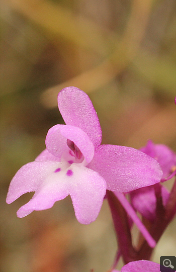 Orchis quadripunctata, Markopoulo.