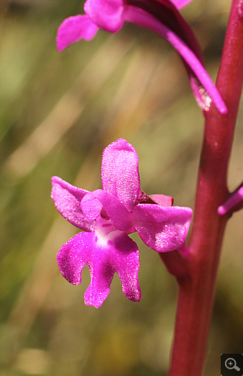 Orchis quadripunctata, Geroplatanos.