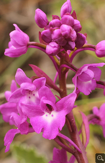 Orchis quadripunctata, Markopoulo.